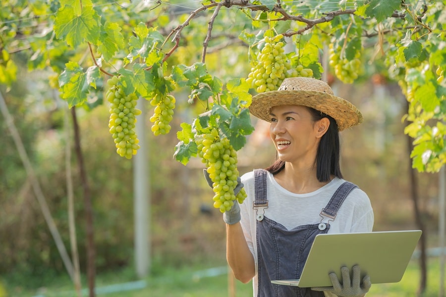donna-enologo-che-utilizza-il-laptop-di-ricerca-e-studia-lo-sviluppo-delle-uve-min