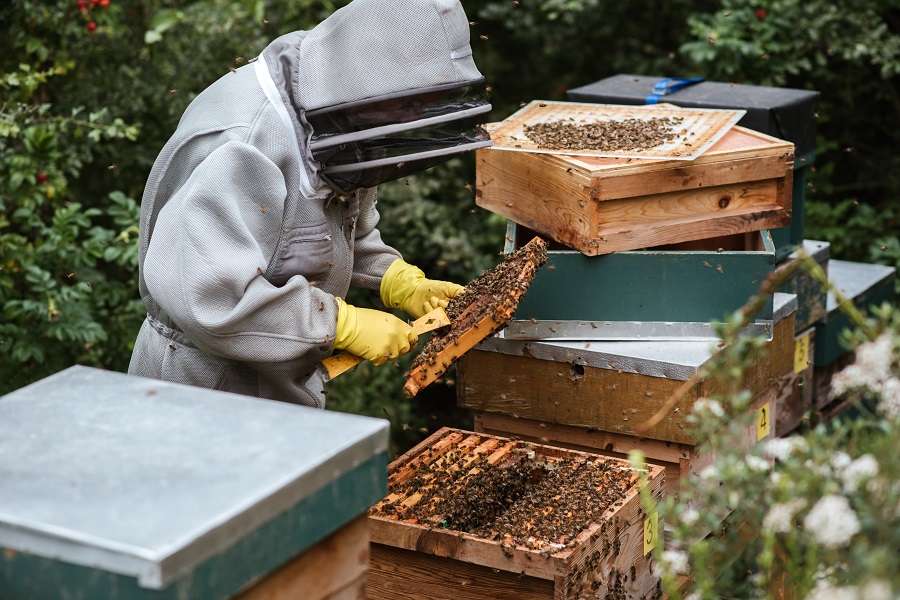 apicoltore in tuta protettiva che raccoglie il miele